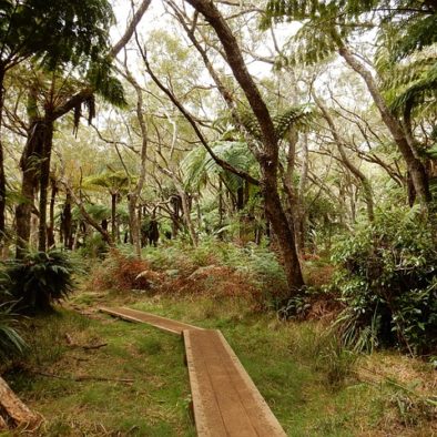 Randonnée en forêt primaire à la Réunion